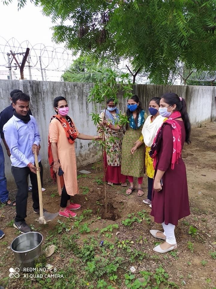 Tree Plantation — photo 12