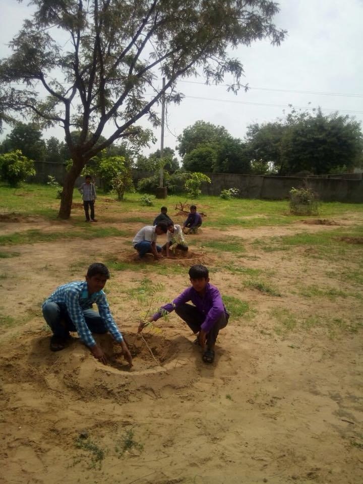 Tree Plantation — photo 16