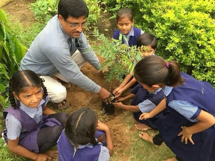 Tree Plantation — photo 23