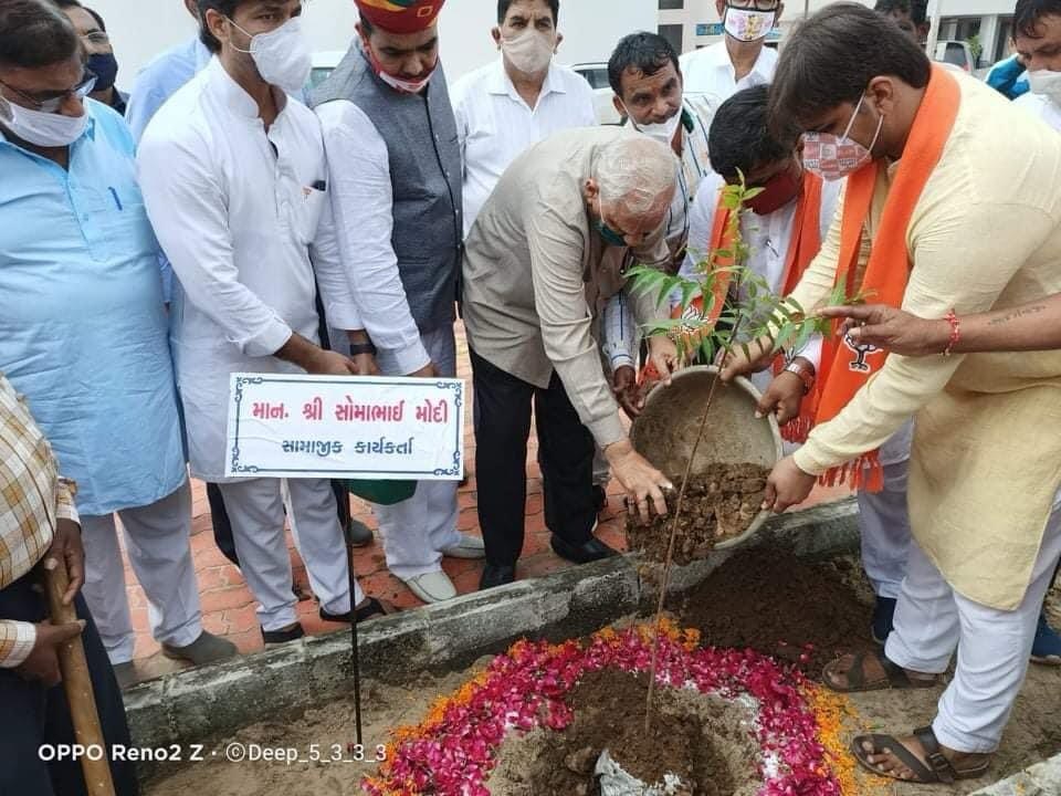 Tree Plantation — photo 1
