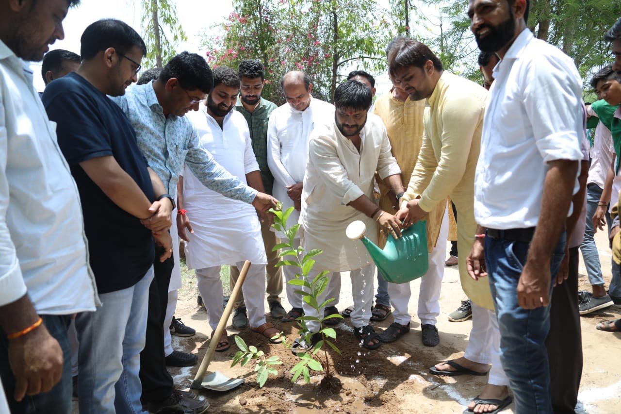 Tree Plantation — photo 8